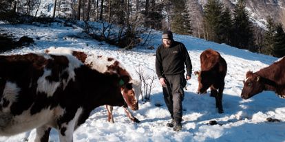 Bonde Ole Christian Ødegård med melkekyr ute på beite i vinterlandskap i Isterdalen