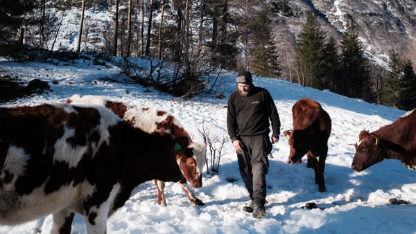 Bonde Ole Christian Ødegård med melkekyr ute på beite i vinterlandskap i Isterdalen