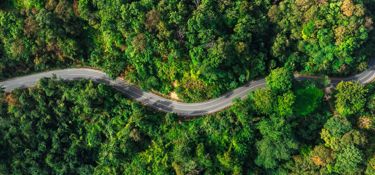 Forest with a paved road that runs in gentle bends. View from above.
